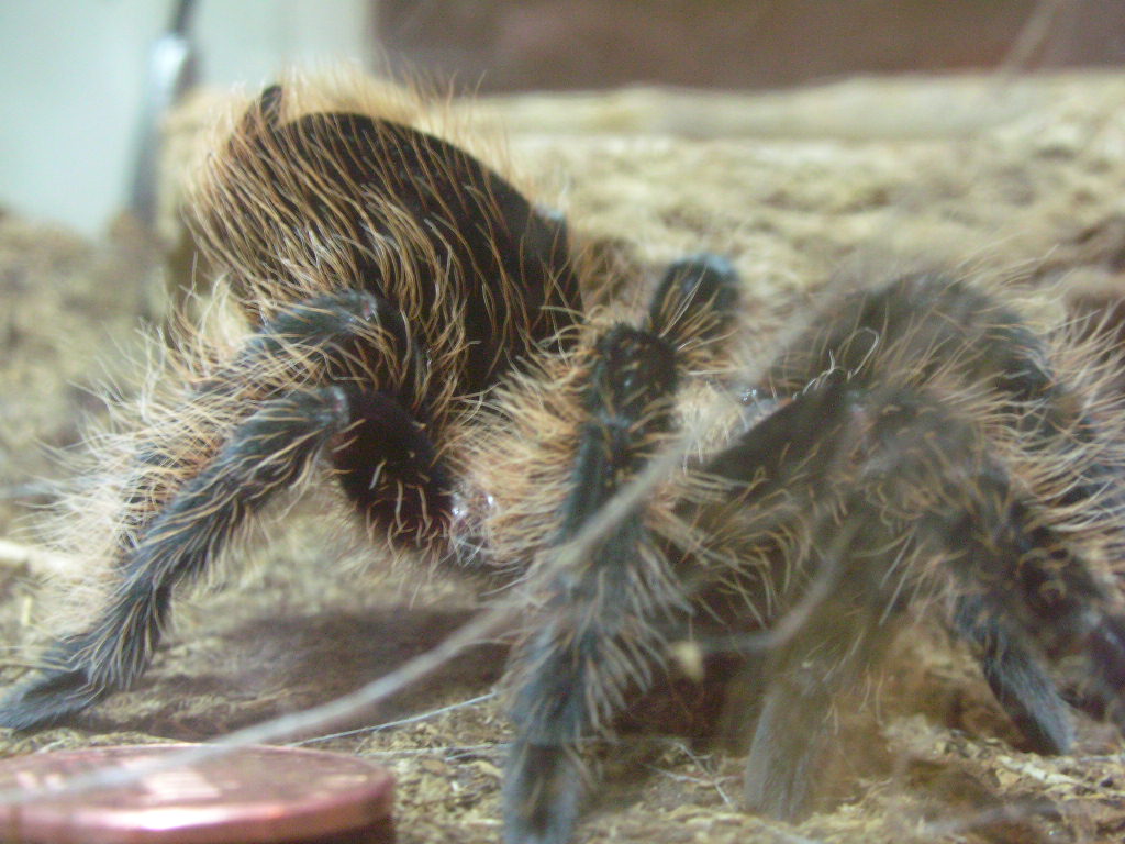 Brachypelma albopilosum