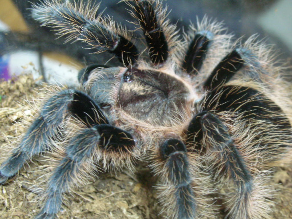 Brachypelma Albopilosum | Arachnoboards