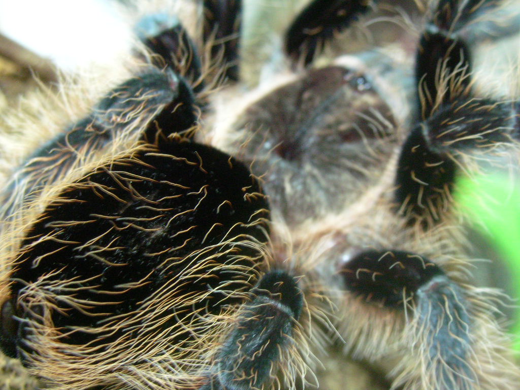 Brachypelma albopilosum