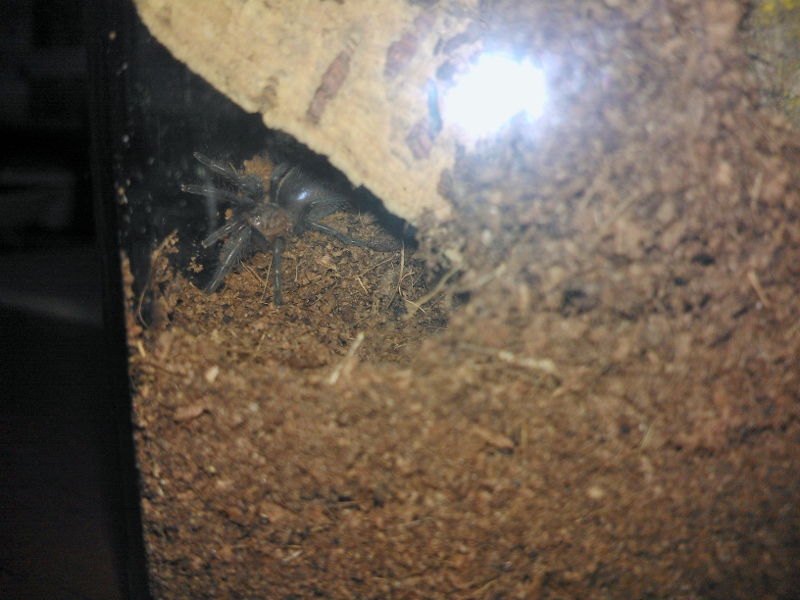 Brachypelma albopilosum