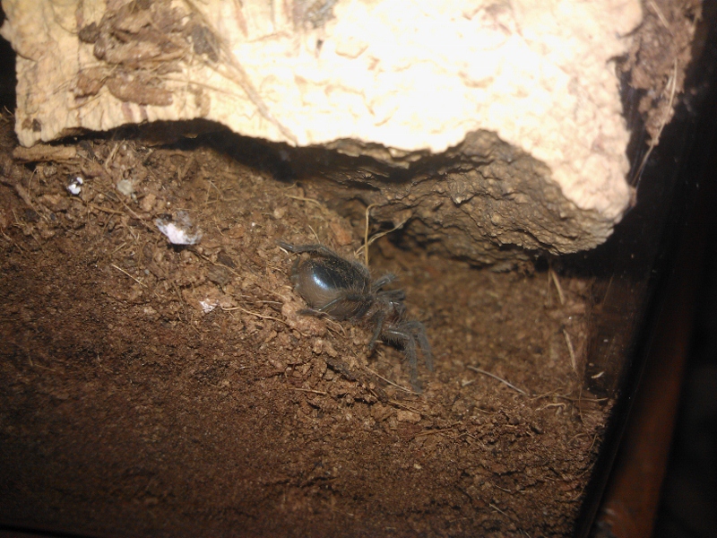 Brachypelma albopilosum