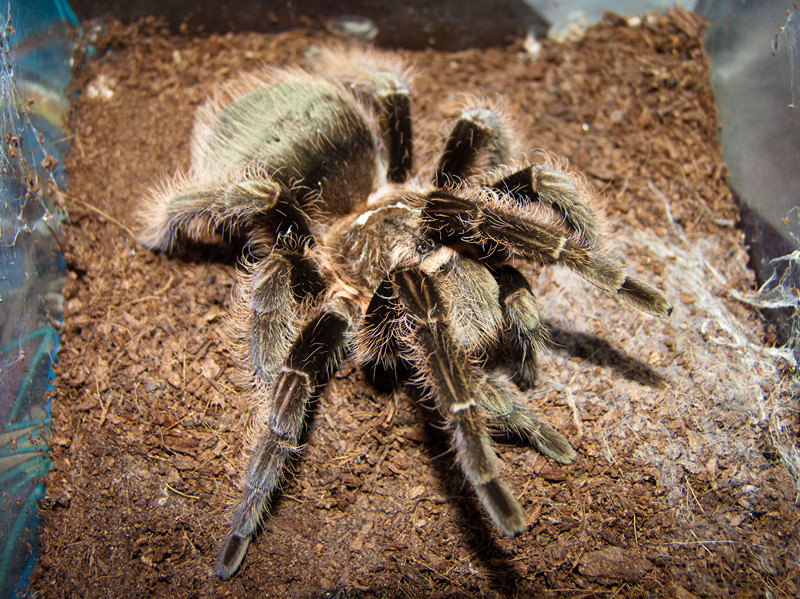 Brachypelma albopilosum