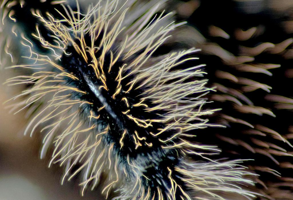 Brachypelma albopilosum