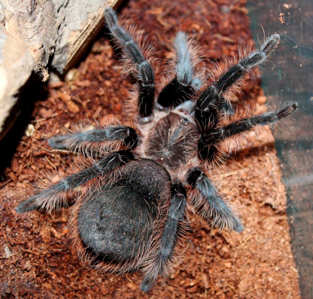 Brachypelma albopilosum