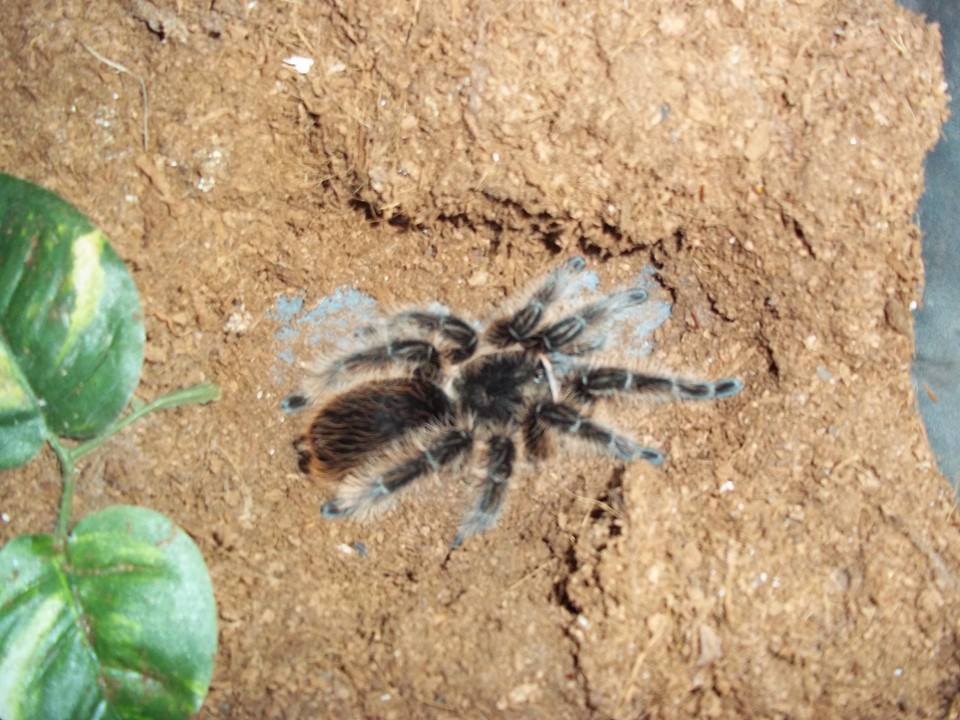 Brachypelma albopilosum