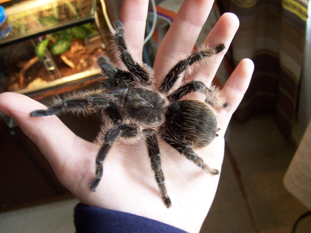 Brachypelma albopilosum