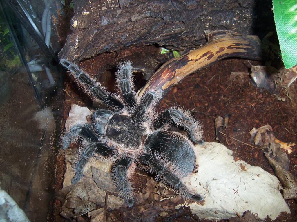 Brachypelma albopilosum