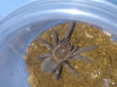 Brachypelma albopilosum