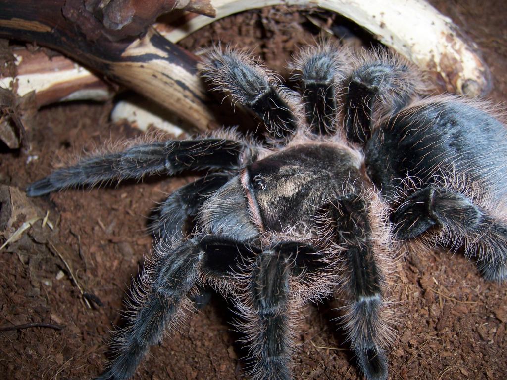 Brachypelma albopilosum