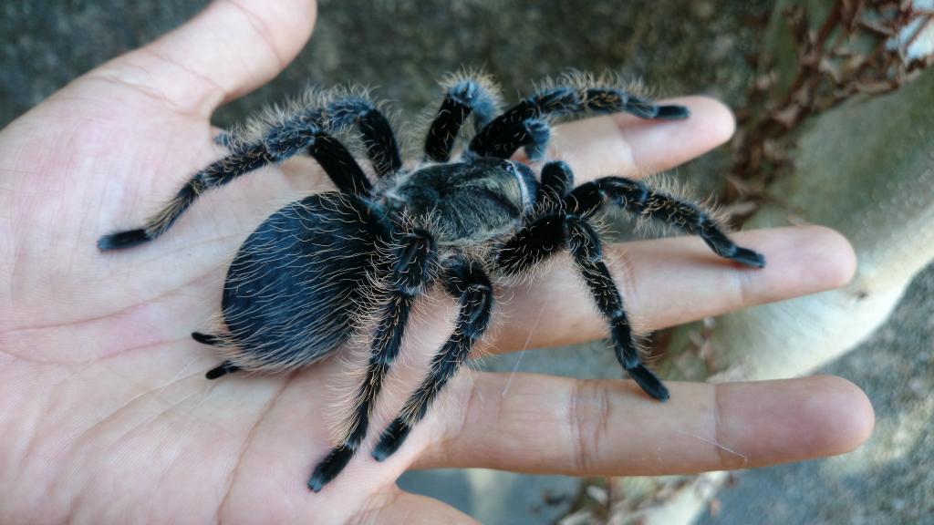 Brachypelma albopilosum