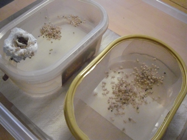 Brachypelma albopilosum