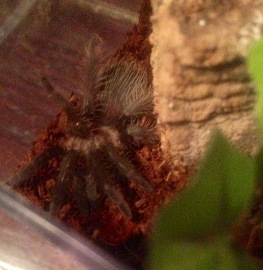 Brachypelma Albopilosum