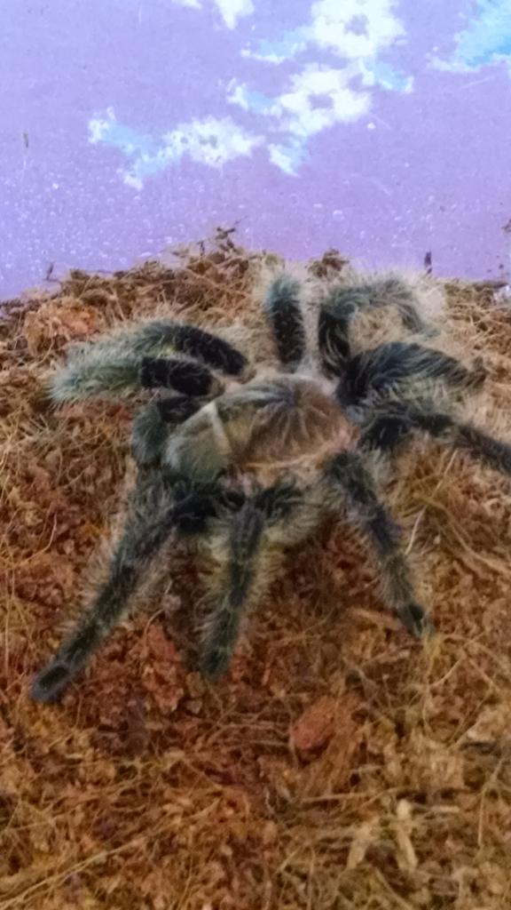 Brachypelma Albopilosum