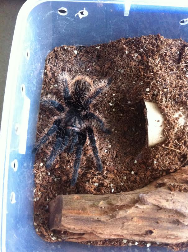 Brachypelma albopilosum
