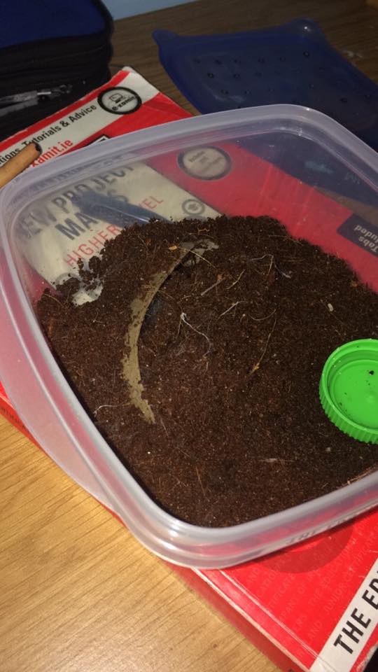 Brachypelma Albopilosum