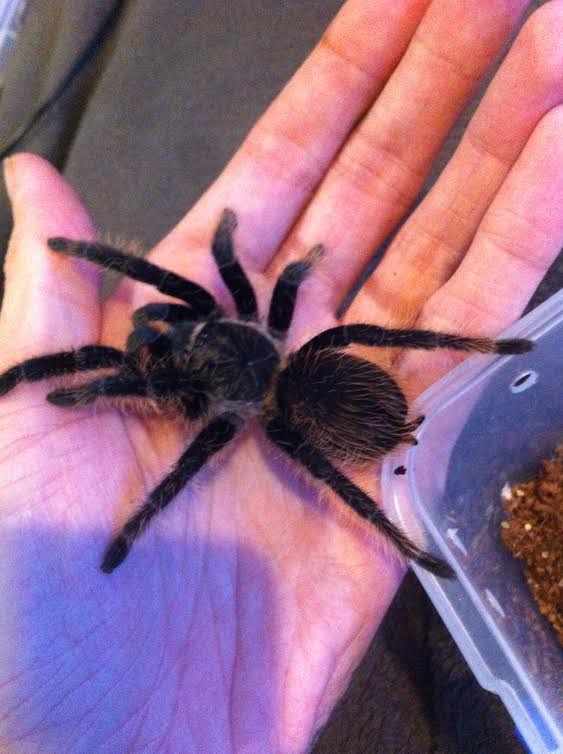 Brachypelma Albopilosum