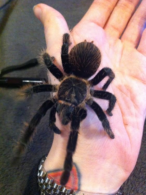 Brachypelma Albopilosum