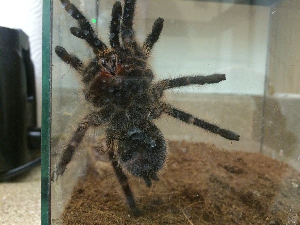 Brachypelma Albopilosum