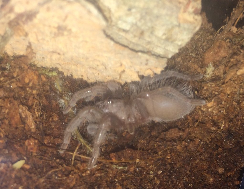 Brachypelma albopilosum