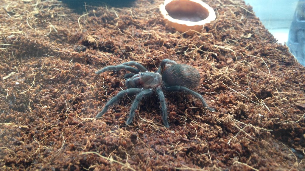 Brachypelma Albopilosum