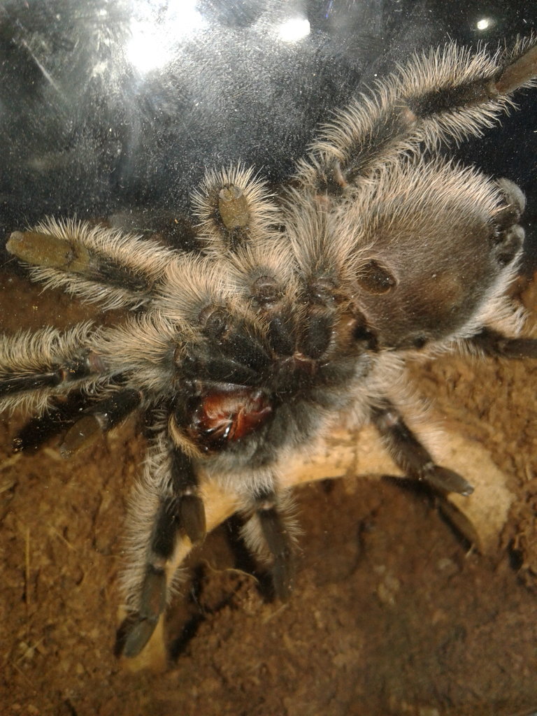 Brachypelma Albopilosum