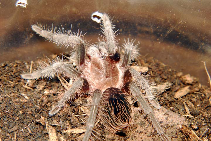 Brachypelma albopilosum