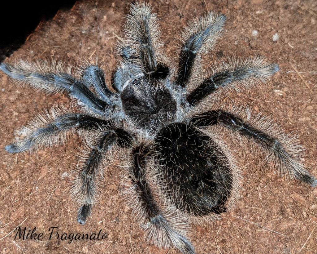 Brachypelma albopilosum