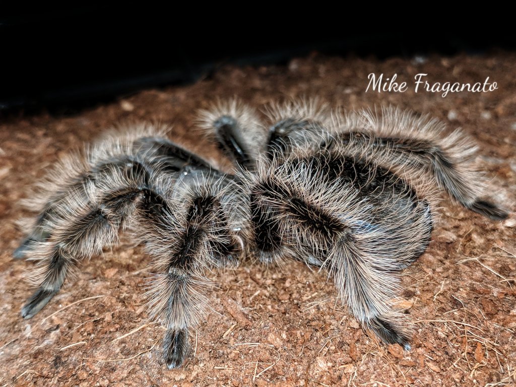 Brachypelma albopilosum