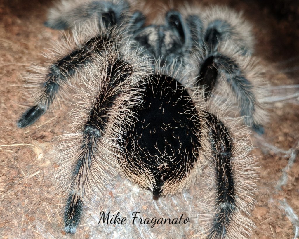 Brachypelma albopilosum