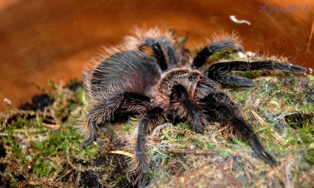 Brachypelma Albopilosum | Arachnoboards