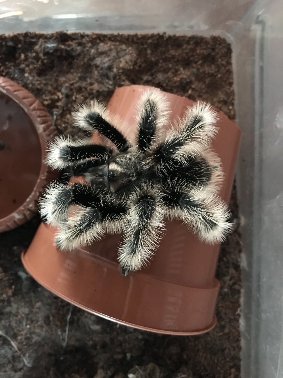 Brachypelma Albopilosum