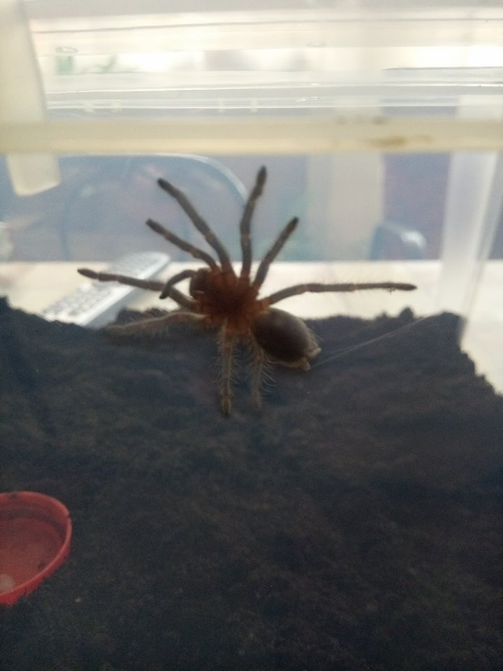 Brachypelma albopilosum