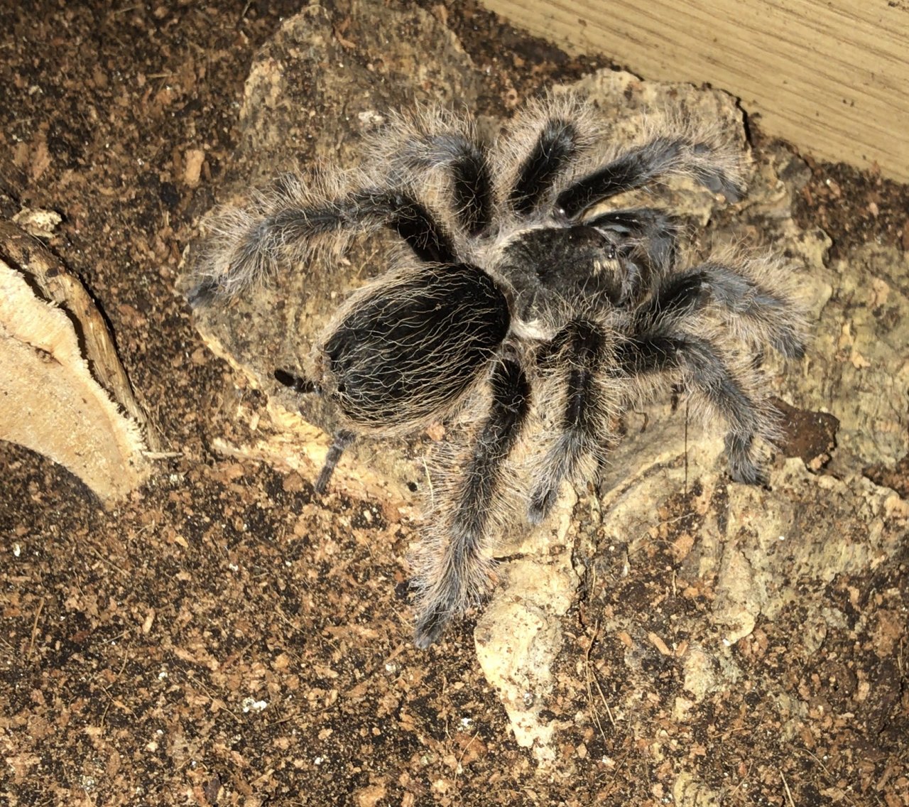 Brachypelma Albopilosum | Arachnoboards