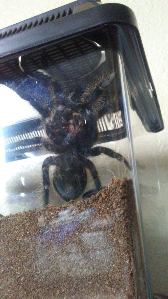 Brachypelma albopilosum