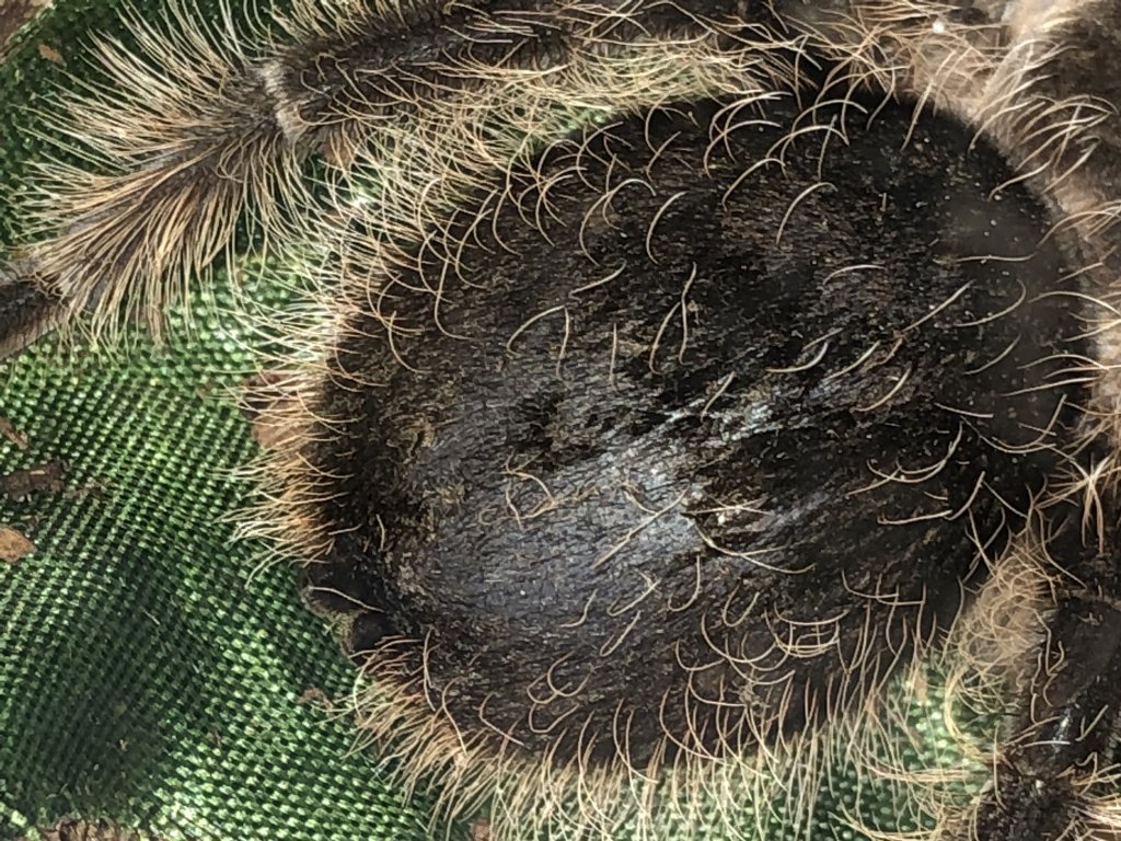 Brachypelma albopilosum