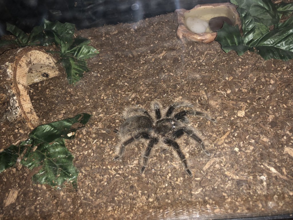 Brachypelma albopilosum