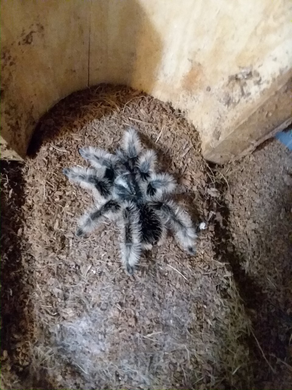 Brachypelma albopilosum