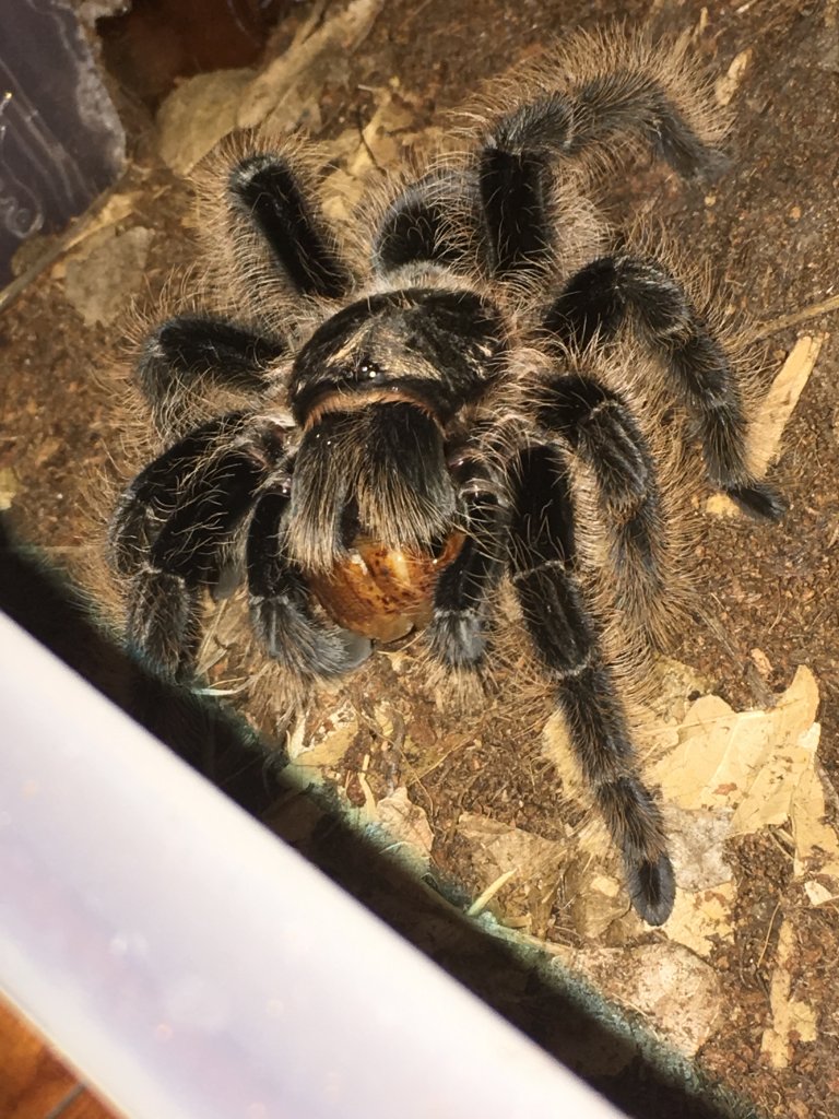 Brachypelma albopilosum