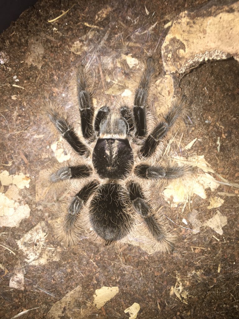 Brachypelma albopilosum