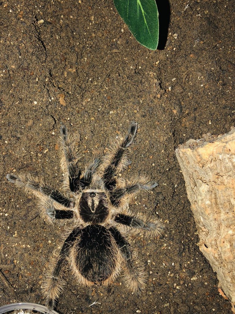 Brachypelma albopilosum