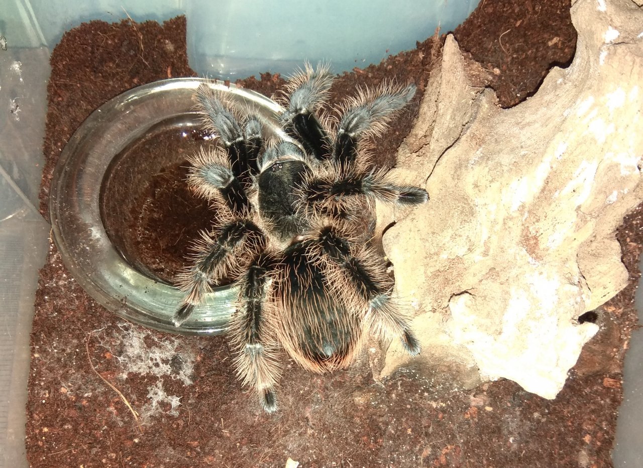 Brachypelma albopilosum