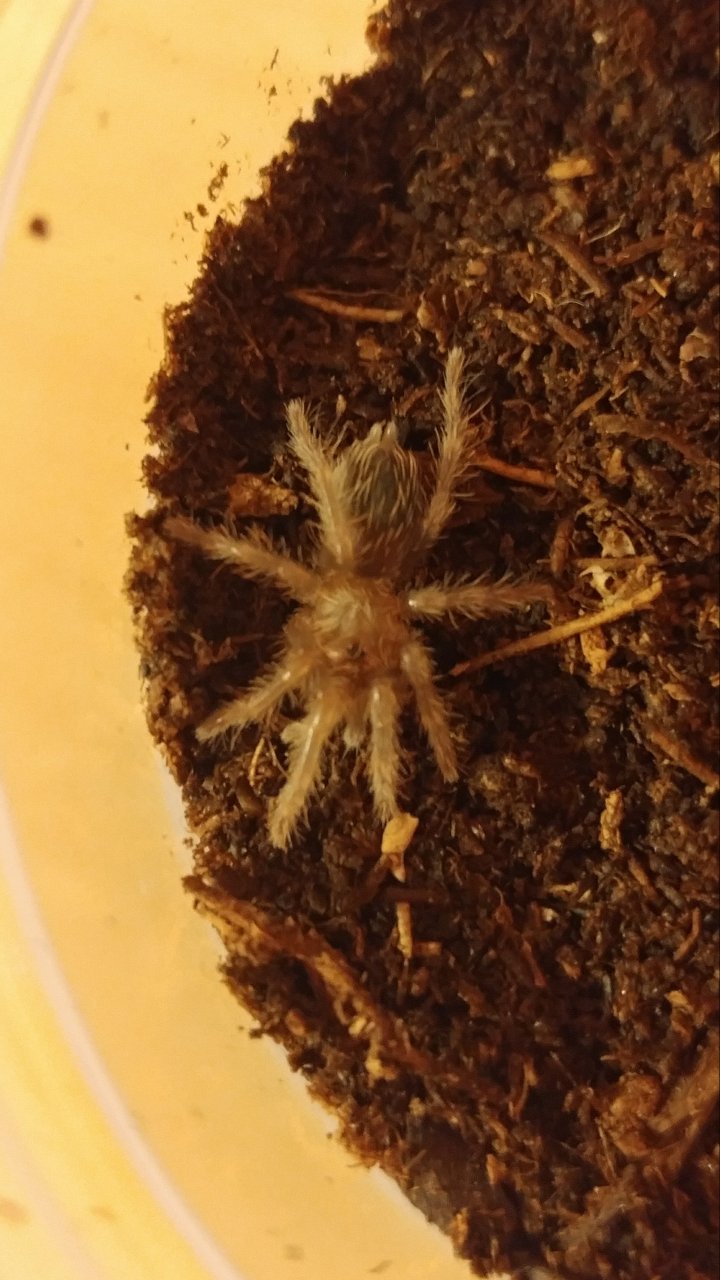 Brachypelma albopilosum