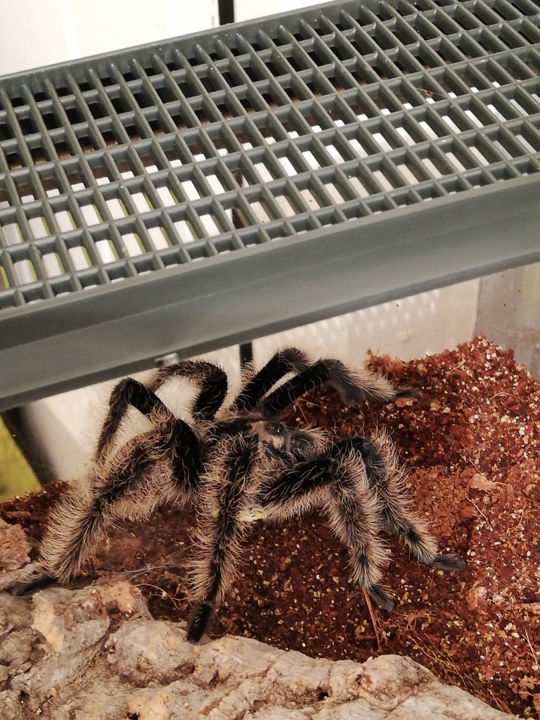 Brachypelma albopilosum