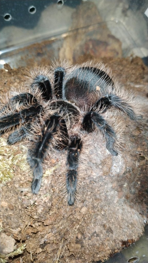 Brachypelma albopilosum