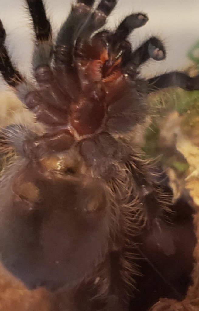 Brachypelma albopilosum