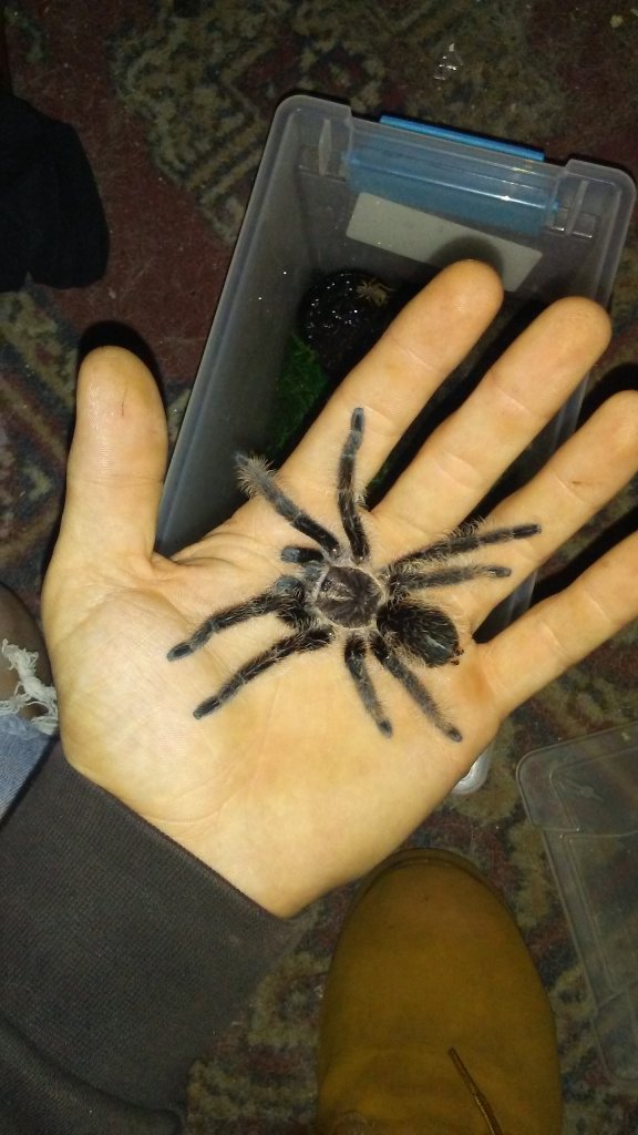 Brachypelma albopilosum