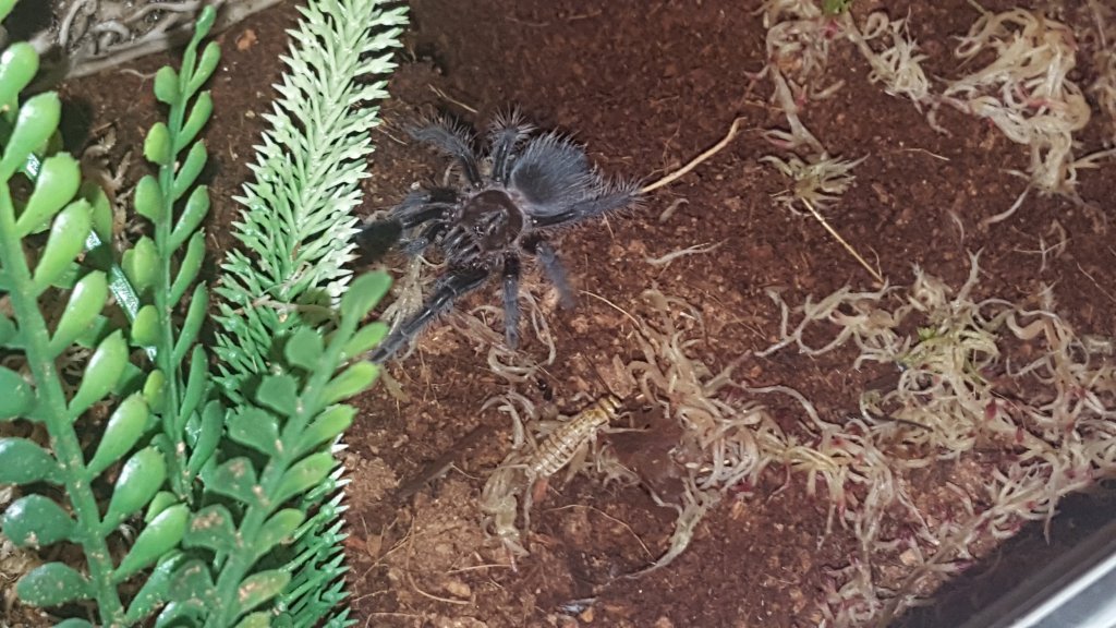 Brachypelma albopilosum