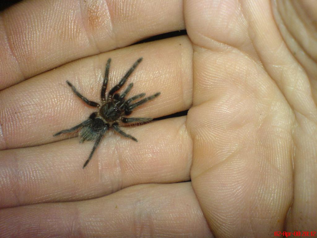 Brachypelma albopilosum