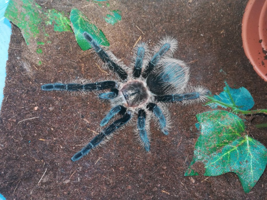 Brachypelma albopilosum