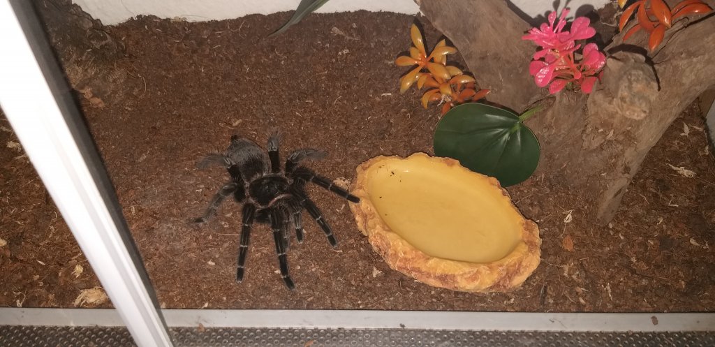 Brachypelma albopilosum